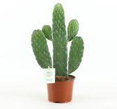 Cactussen van Botanicly – 3 × Opuntia Consolea – Hoogte: 35 cm