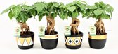 Kamerplanten van Botanicly – 4 × China Doll plant in gevormde keramiek pot als set – Hoogte: 25 cm – Radermachera sinica