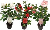 Garden Select - Set van 3 Camellia Japonica (Rood, Wit en Roze) - Japanse Roos - Pot ⌀9cm - Hoogte ↕ 25-40cm - Winterhard