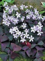 80x Lucky Clover 'Oxalis triangularis' - Bulbes à fleurs et plantes BULBi® avec garantie de floraison