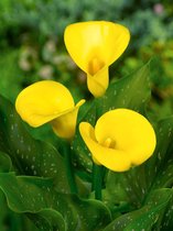 8x Calla 'Zantedeschia florex gold' - BULBi® Bloembollen met bloeigarantie
