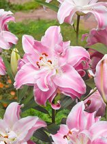 40x Lelies 'Sweet rosy' - BULBi® bloembollen en planten met bloeigarantie