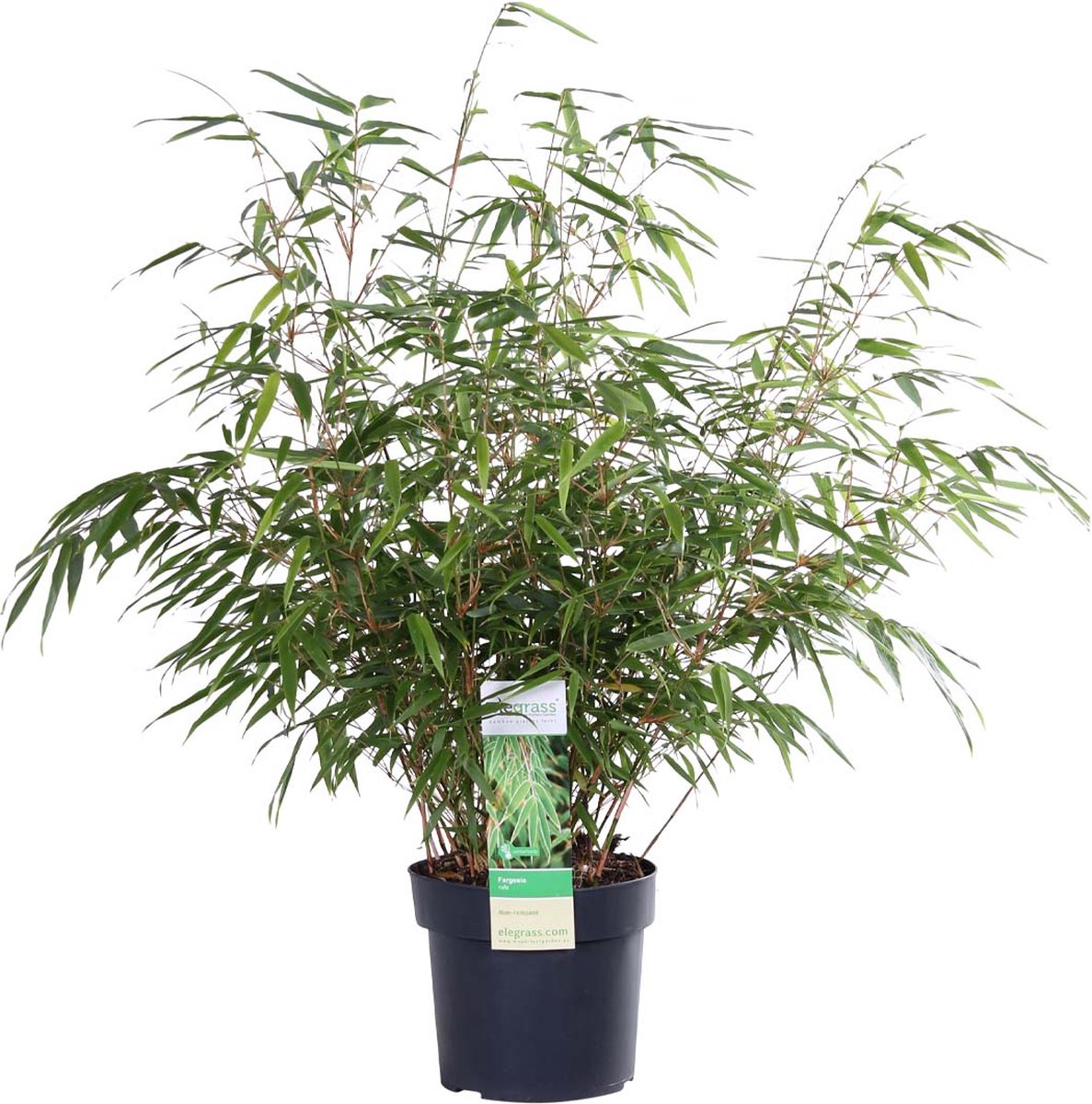 Fargesia rufa – Bamboe – Tuinplant – Winterhard – ⌀19 cm – 55-65 cm