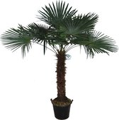 Trachycarpus Fortunei - 225cm