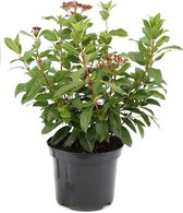 Lauriersneeuwbal - Viburnum tinus 'Eve Price' - sterke winterharde tuinplant - potmaat 17cm - 30-35cm hoog