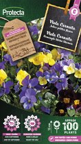 Protecta Bloemen zaden: Viola Cornuta Gemengd | Hoornviooltje