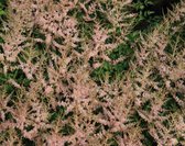 6 x Astilbe (s) 'Hennie Graafland'- Pluimspirea, prachtspirea in pot 9 x 9 cm
