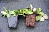6 x Bergenia 'Silberlicht' - Schoenlappersplant - pot 9 x 9 cm