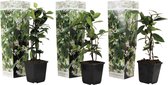 Plant in a Box - Toscaanse Jasmijn - Set van 3 - Witte sterjasmijn tuinplanten - Pot 9cm - Hoogte 25-40cm