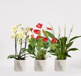 Kamerplanten set met 3 planten in sierpot Manon Groen 3 – luchtzuiverende kamerplant – meerjarige plant – anthurium rood – phalaenopsis multiflora wit - spathiphyllum – bloeiende p