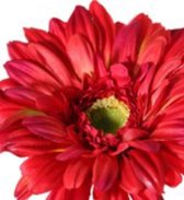 Zijden-bloemen- Gerbera- rood-top kwaliteit 2 stuks