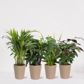 Kamerplanten set met 4 planten in sierpot Babe Zand – luchtzuiverende kamerplant – meerjarige plant – Areca - Calathea Blue Grass - Calathea Compactstar - Spathiphyllum – groenblij