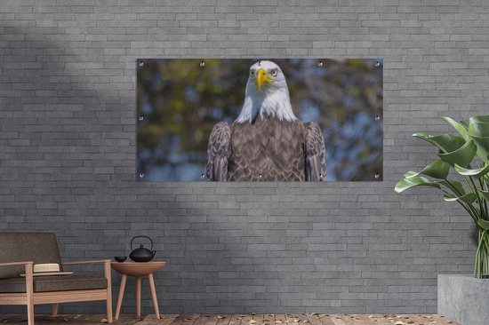 Affiche de clôture Un pygargue à tête blanche américain est assis sur un poteau en bois - 200x100 cm - Toile jardin