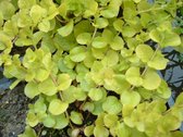 Goudgeel penningkruid (Lysimachia nummularia aurea) - Vijverplant - 3 losse planten - om zelf op te potten - Vijverplanten Webshop