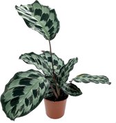 SIMPLYBLOOM.EU - Calathea Kennedy