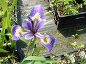 Amerikaanse blauwe lis (Iris versicolor) - Vijverplant - 3 losse planten - om zelf op te potten - Vijverplanten Webshop