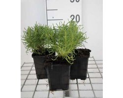 6 x Santolina rosmarinifolia - Heiligenbloem, cypressenkruid, olijvenkruid in pot 9 x 9 cm