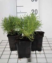 6 x Santolina rosmarinifolia - Heiligenbloem, cypressenkruid, olijvenkruid in pot 9 x 9 cm