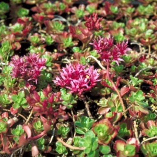 6 x Sedum spurium 'Schorbuser Blut' - VETKRUID, HEMELSLEUTEL, RODE MUURPEPER - pot 9 x 9 cm