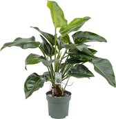 Beautanic Lifestyle - Philodendron - 110 Cm - Ø 30 - 1 Stuks
