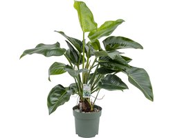 Beautanic Lifestyle - Philodendron - 110 Cm - Ø 30 - 1 Stuks