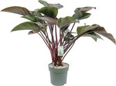 Philodendron Red Beauty op Stam 110cm hoog Ø30cm