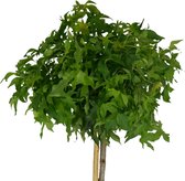 Bolamberboom - Liquidambar styraciflua Gumball | Omtrek: 8-12 cm | Hoogte: 275 cm