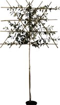 Lei-olijfwilg - Elaeagnus Ebbingei | Omtrek: 4-8 cm | Hoogte: 300 cm