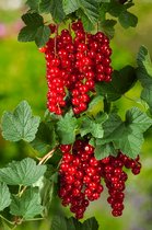 Ribes rub. 'Jonkheer van Tets' 65- 70cm -2 stuks - Rode aalbes - eetbaar - fruitplant - 2 liter pot