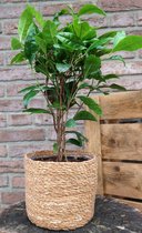 TOODAY Grote theeplant in mand Maartje zeegras potmaat 15 cm - Zomeractie - extra voordelig!