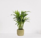 Areca in luxe sierpot Liam Groen – luchtzuiverende kamerplant – eenvoudig te onderhouden Goudpalm - ↕35-50cm - Ø13 – geleverd met plantenpot – vers uit de kwekerij