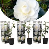 Plant in a Box - Camellia Japonica Wit - Set van 3 - Japanse Rozen - Pot 9cm - Hoogte 25-40cm