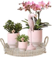 Kolibri Company - Complete Plantenset Harmony nude | Groene planten set met roze Phalaenopsis Orchidee en incl. keramieken sierpotten en accessoires