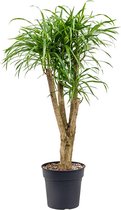 Kamerplant van Botanicly – Drakenboom – Hoogte: 95 cm – Dracaena reflexa Anita