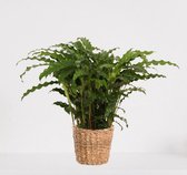 Calathea Blue Grass in siermand Amber Grof – luchtzuiverende kamerplant – pauwenplant – living plant - ↕50-65cm - Ø18 – geleverd met plantenpot – vers uit de kwekerij