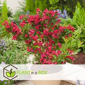 Plant in a Box - Weigela Red Prince - Set van 2 - pot 17cm - hoogte 25-40cm - struik