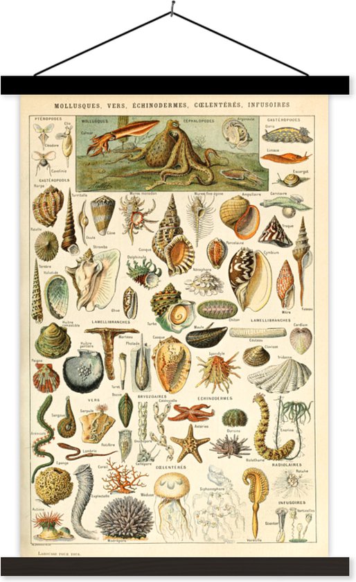 Foto: Posterhanger incl poster schoolplaat schelp zeedieren zee 40x60 cm zwarte latten