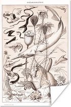 Poster Dieren - Zeedieren - Zwart - Wit - 20x30 cm