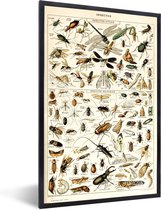 Affiche avec cadre Animal - Insecte - Coléoptère - 20x30 cm