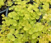 Penningkruid (Lysimachia nummularia) - Vijverplant - 3 losse planten - Om zelf op te potten - Vijverplanten Webshop