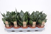 Kamerplanten van Botanicly – 4 × Vrouwentongen – Hoogte: 20 cm – Sansevieria Hahnii