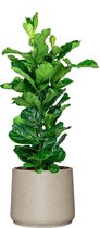 Ficus Lyrata in Rugged Patt grijs | Vioolbladplant / Tabaksplant
