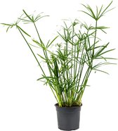 Cyperus Alternifolius | parapluplant