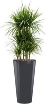 Dracaena Marginata hydrocultuur in Runner rond antraciet | Drakenbloedboom