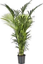 Kentia Howea XXXXXL | Kentia palm