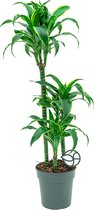 Dracaena Dorado 3-stam | Drakebloedboom