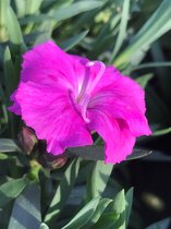 12x Dianthus ca. Mountain Frost (NIEUWE ANJER) / dubbele & geurende bloemen / maanden plezier op het terras / 8 cm plug