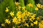Jasminum nudiflorum 70- 80cm - 2 stuks - winterjasmijn - gele geurende bloemen - 2 liter pot