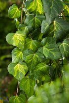 Hedera colchica 'Sulphur Heart' 60- 80cm - 2 stuks - kaukasische klimop - zwarte bessen - geel/groen blad - wintergroen - 2 liter pot