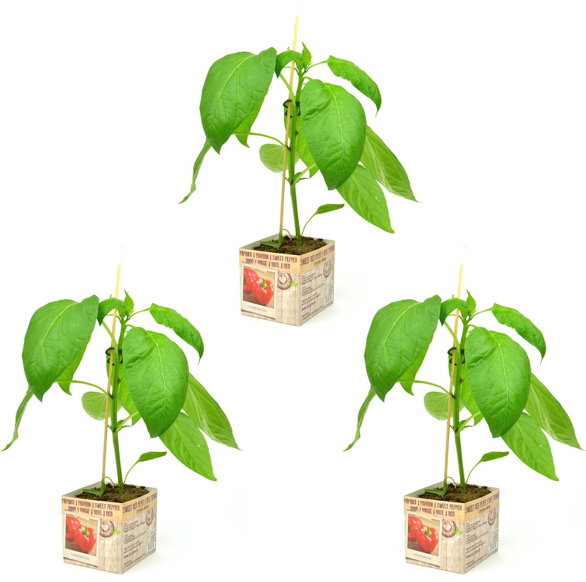 Rode paprika plant perspot in doosje (10cm) groenteplant 3 stuks